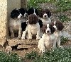  - SPRINGER ANGLAIS CHIOTS 