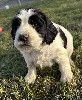  - SPRINGER ANGLAIS Chiots de 2-5 mois