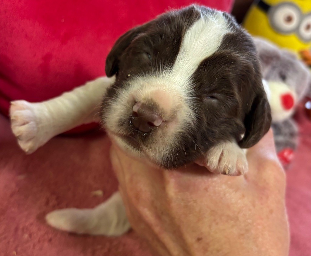 des Etangs de Dame Blanche - Chiot disponible  - English Springer Spaniel