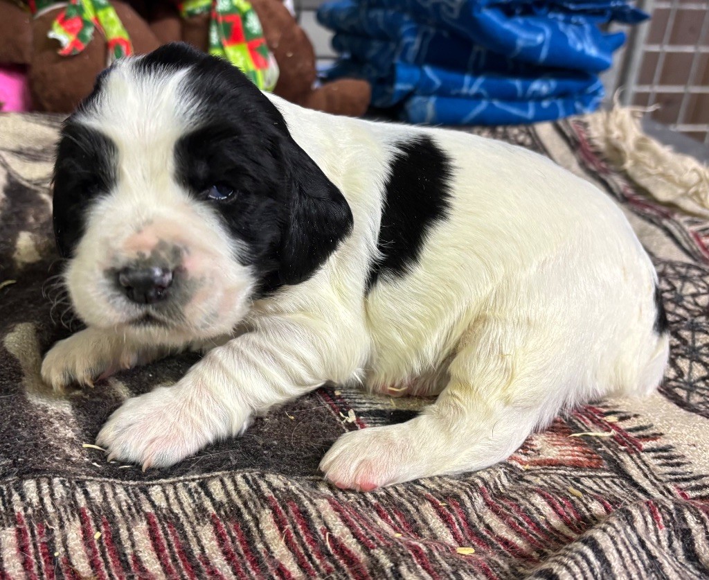 des Etangs de Dame Blanche - Chiot disponible  - English Springer Spaniel