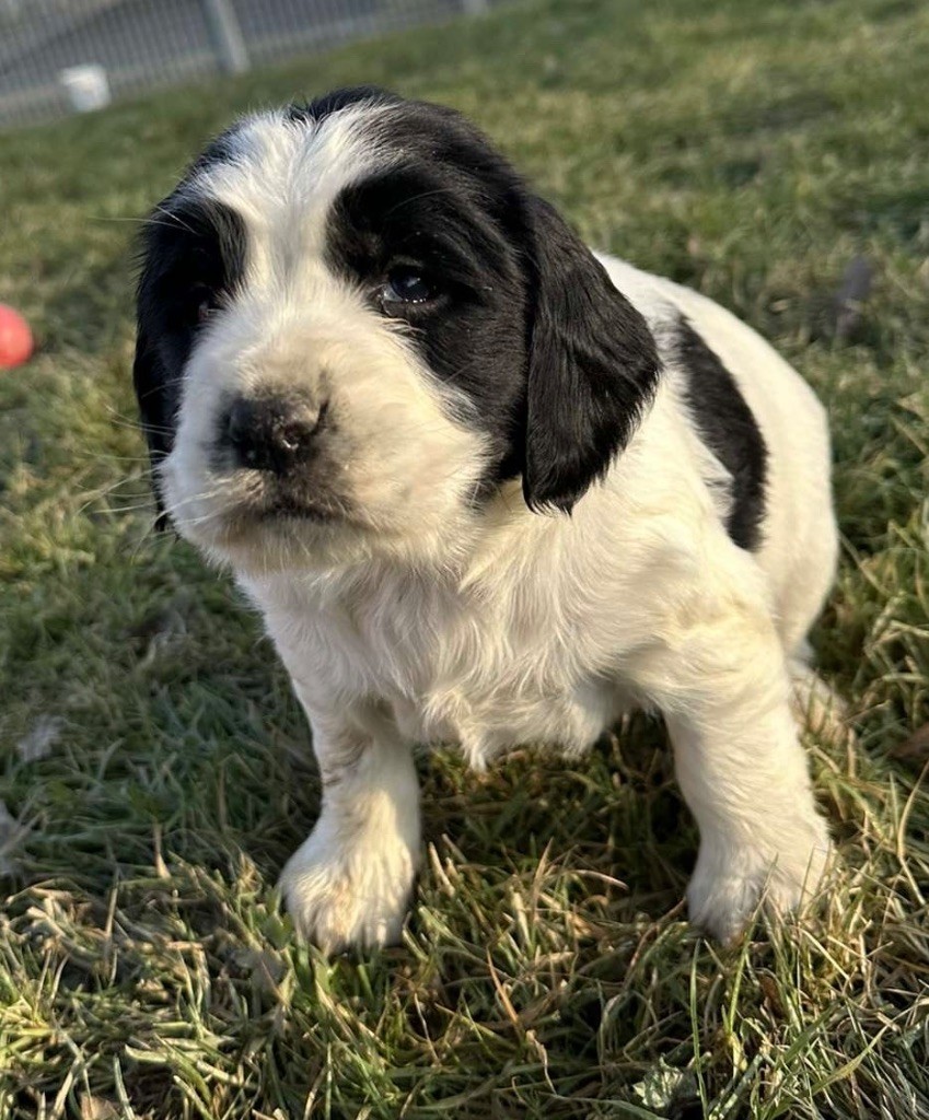 des Etangs de Dame Blanche - Chiot disponible  - English Springer Spaniel