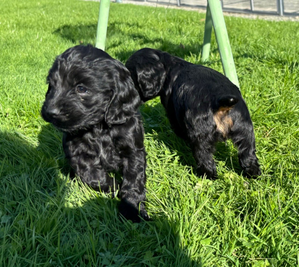 des Etangs de Dame Blanche - Chiot disponible  - Cocker Spaniel Anglais