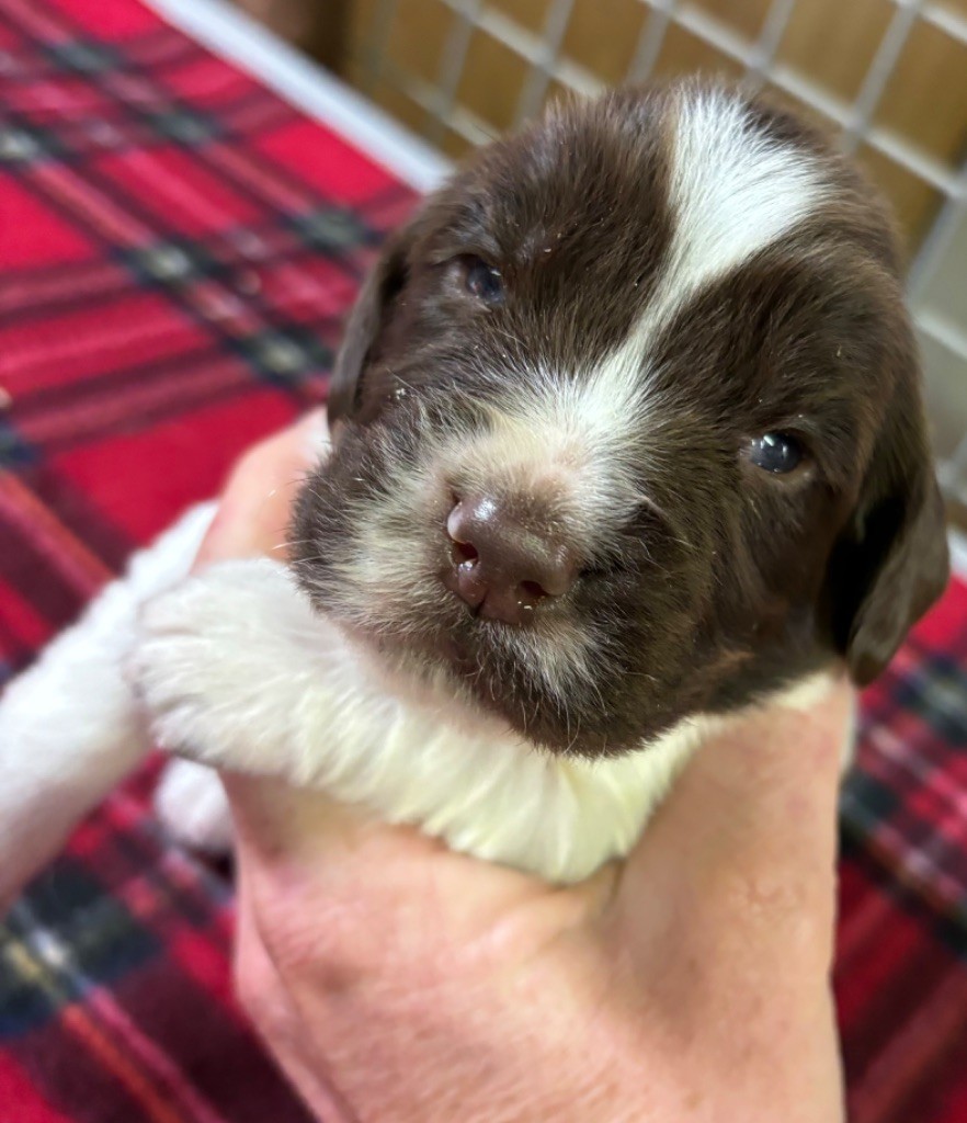 des Etangs de Dame Blanche - Chiot disponible  - English Springer Spaniel