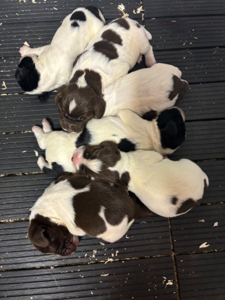 chiot English Springer Spaniel des Etangs de Dame Blanche