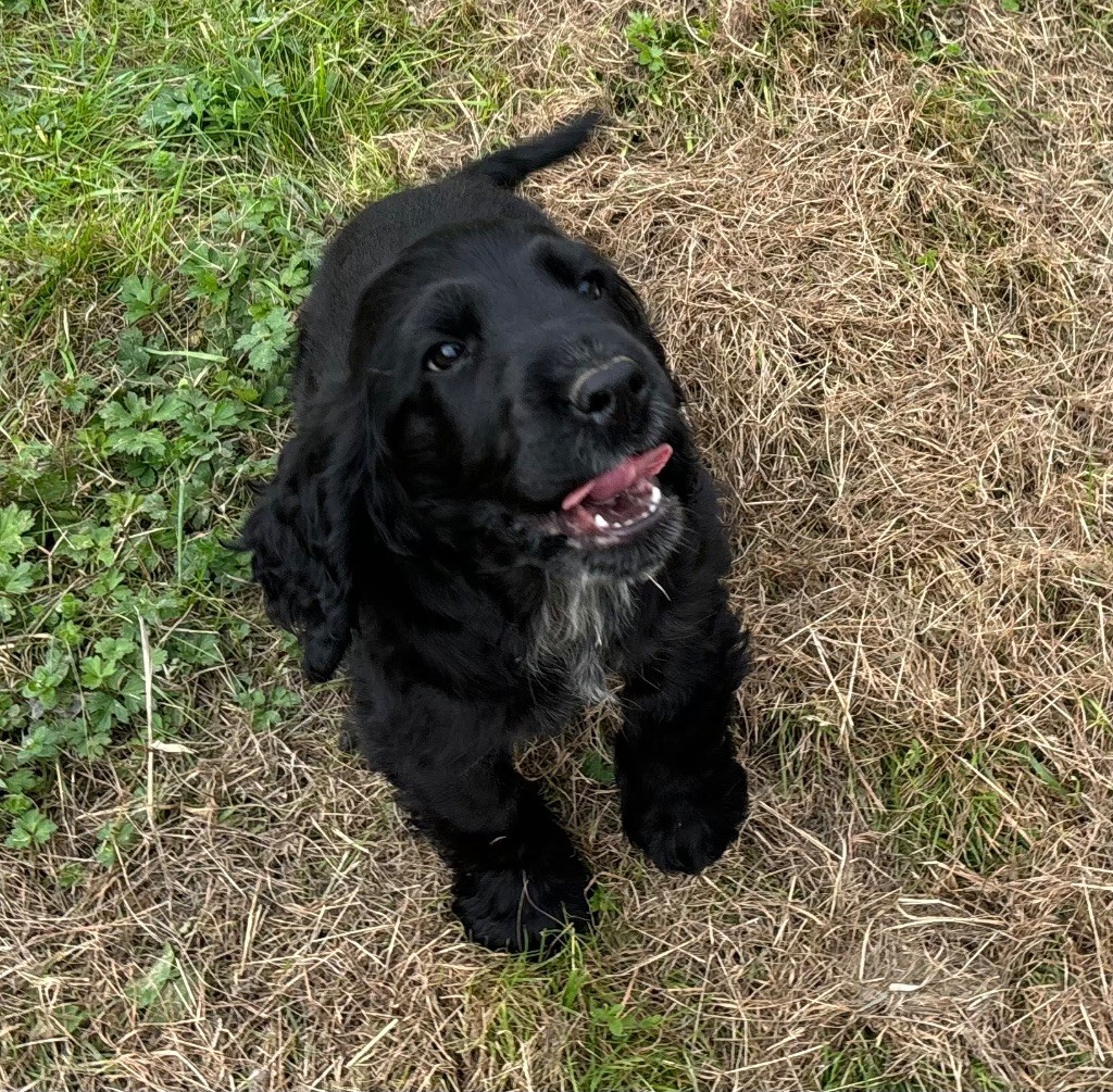 des Etangs de Dame Blanche - Chiot disponible  - Cocker Spaniel Anglais