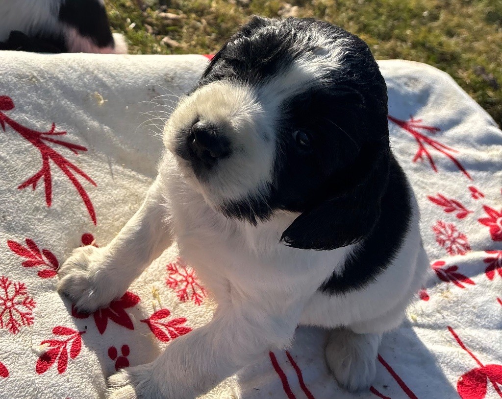 des Etangs de Dame Blanche - Chiot disponible  - English Springer Spaniel