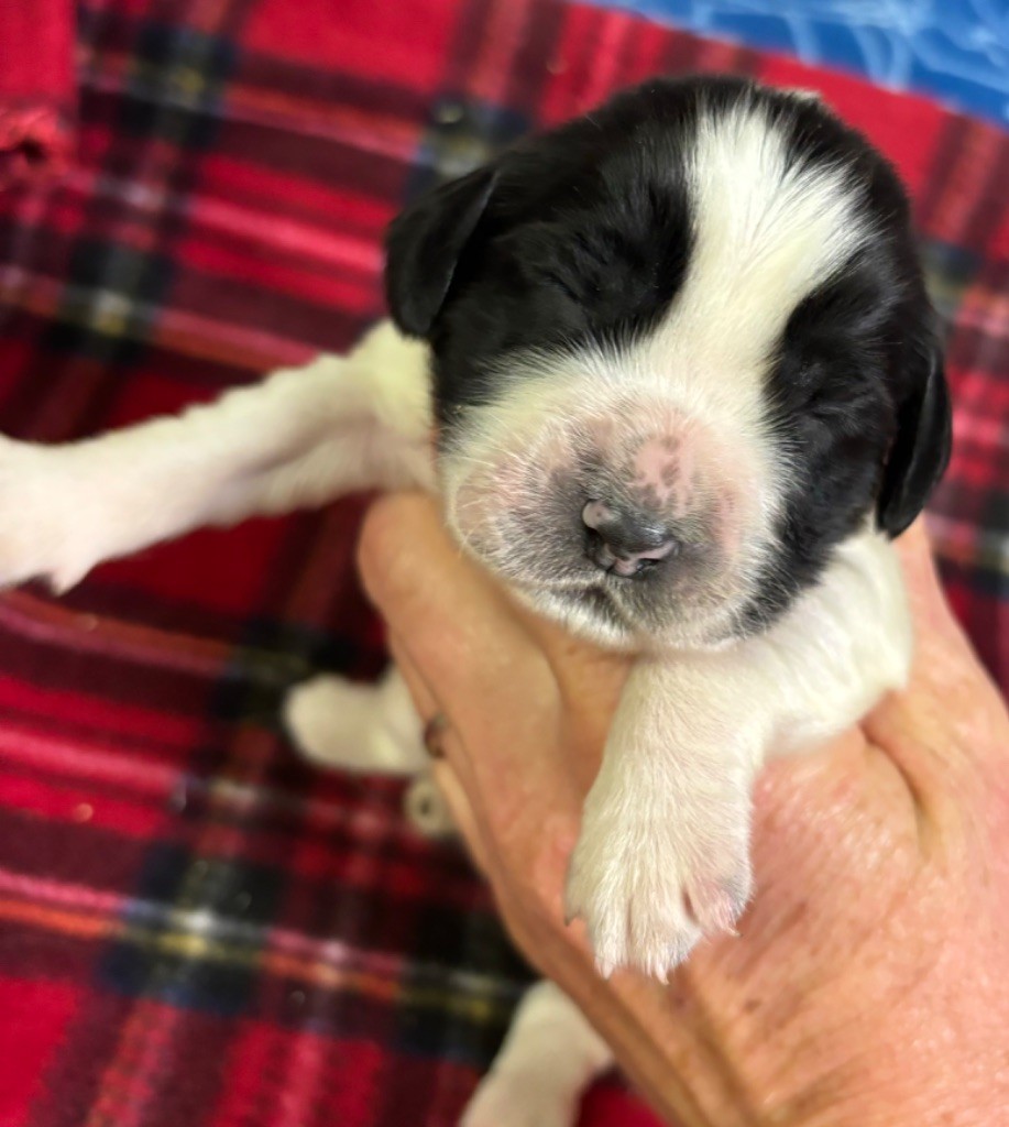 des Etangs de Dame Blanche - Chiot disponible  - English Springer Spaniel