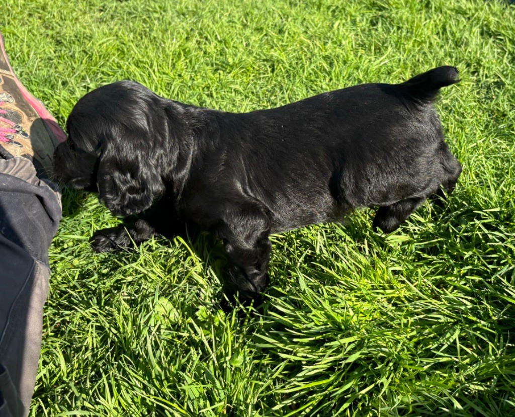 des Etangs de Dame Blanche - Chiot disponible  - Cocker Spaniel Anglais