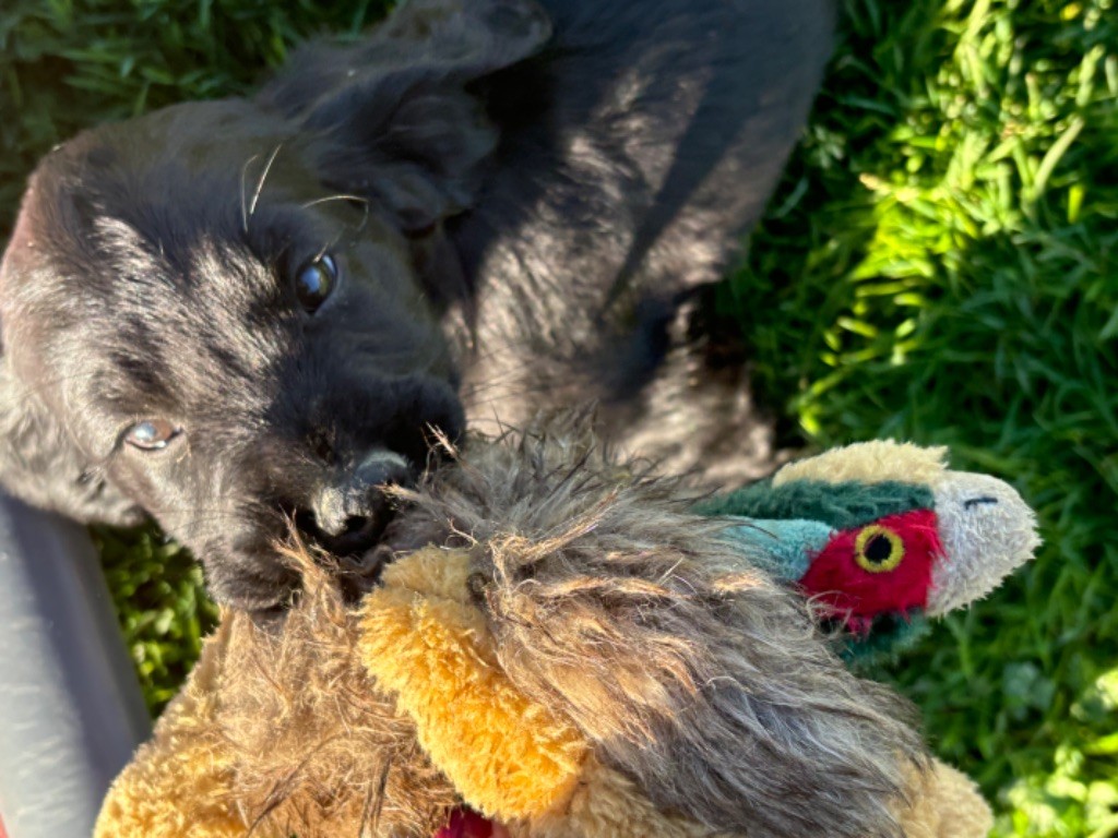 des Etangs de Dame Blanche - Chiot disponible  - Cocker Spaniel Anglais