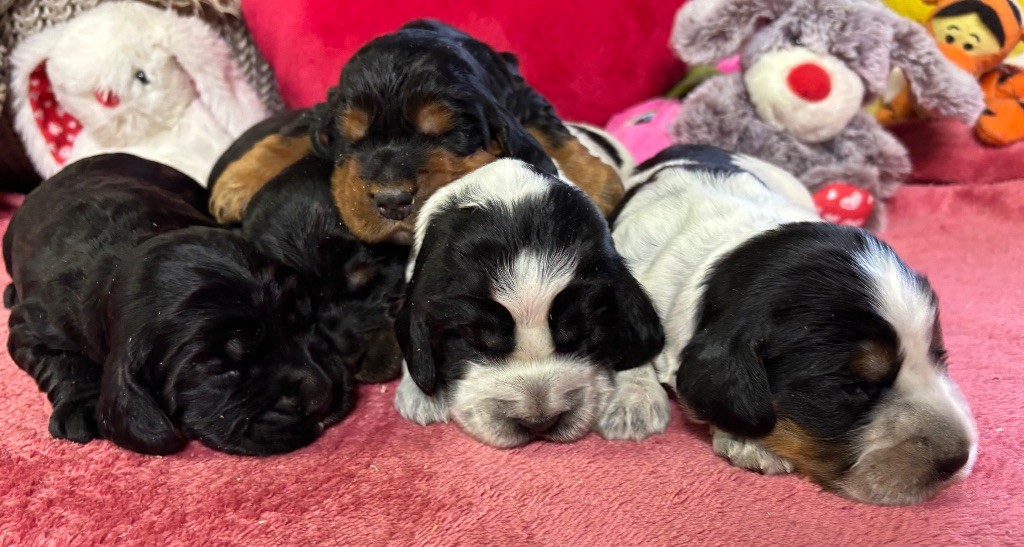 chiot Cocker Spaniel Anglais des Etangs de Dame Blanche