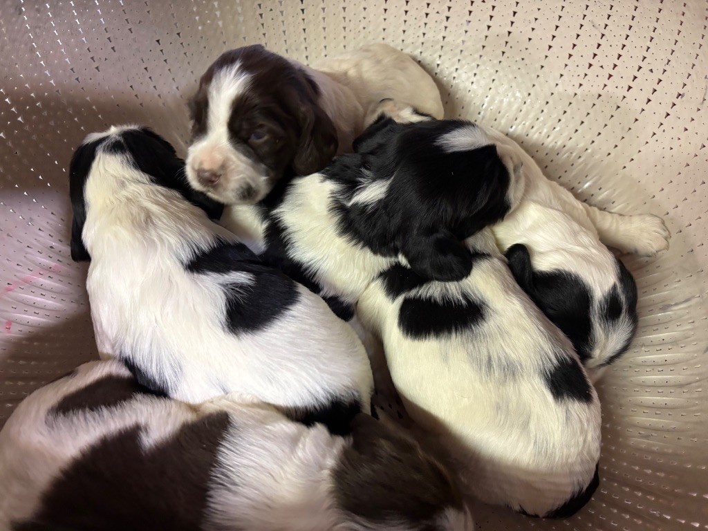 chiot English Springer Spaniel des Etangs de Dame Blanche