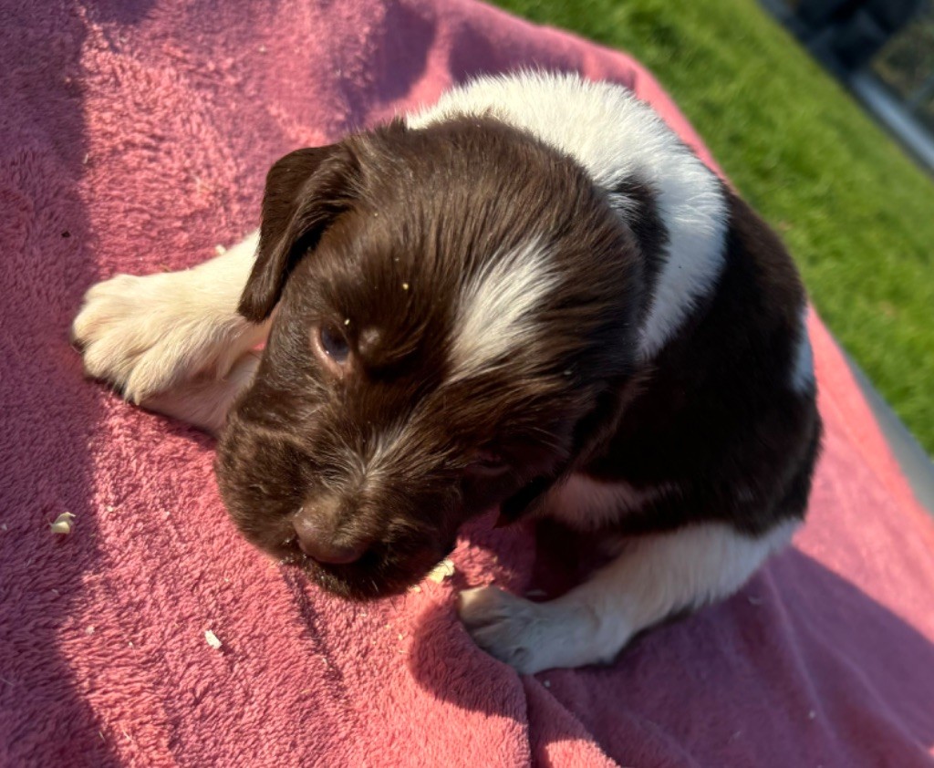 des Etangs de Dame Blanche - Chiot disponible  - English Springer Spaniel