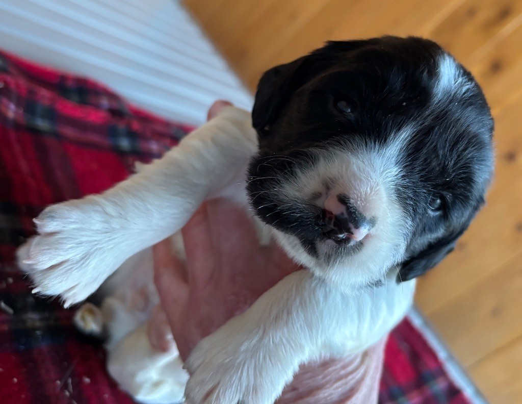 des Etangs de Dame Blanche - Chiot disponible  - English Springer Spaniel