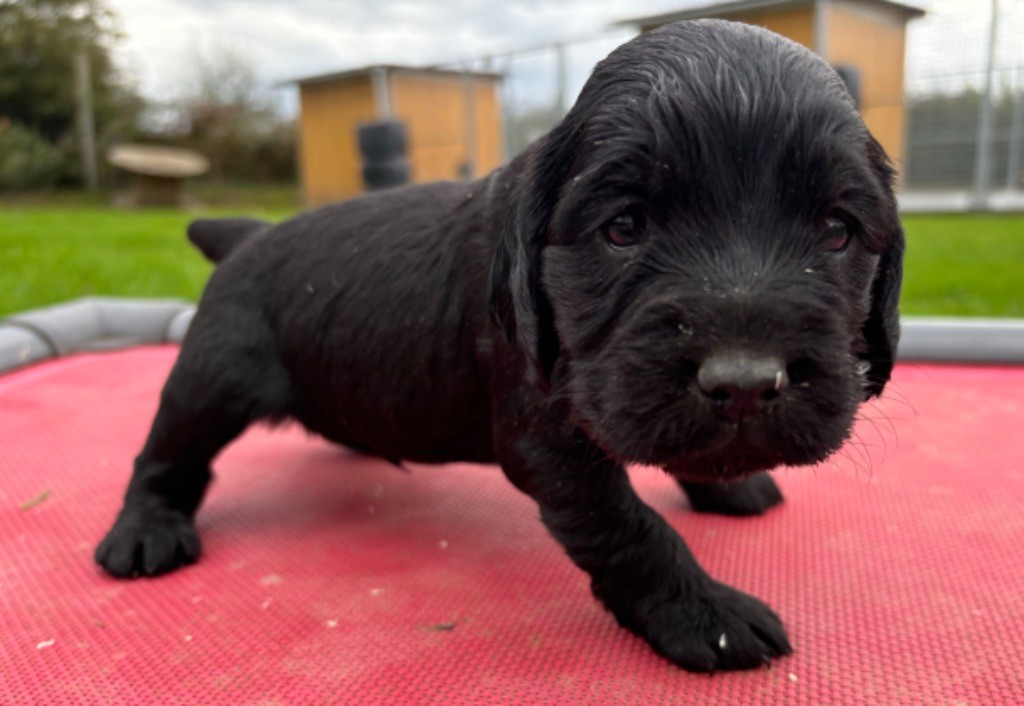 des Etangs de Dame Blanche - Chiot disponible  - Cocker Spaniel Anglais