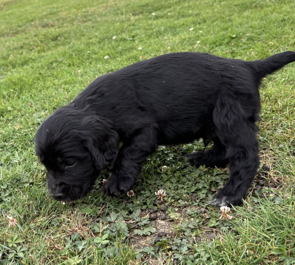 des Etangs de Dame Blanche - Chiot disponible  - Cocker Spaniel Anglais