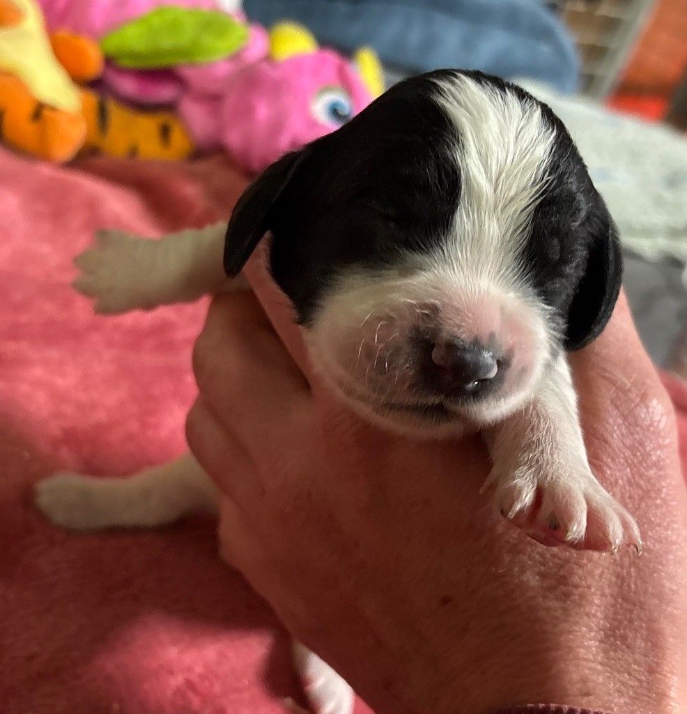 des Etangs de Dame Blanche - Chiot disponible  - English Springer Spaniel