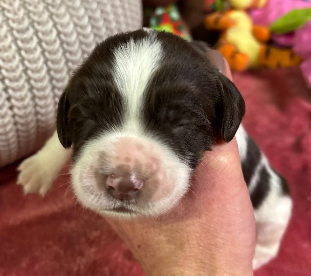 des Etangs de Dame Blanche - Chiot disponible  - English Springer Spaniel