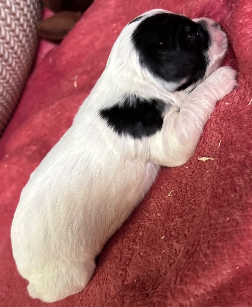 des Etangs de Dame Blanche - Chiot disponible  - English Springer Spaniel