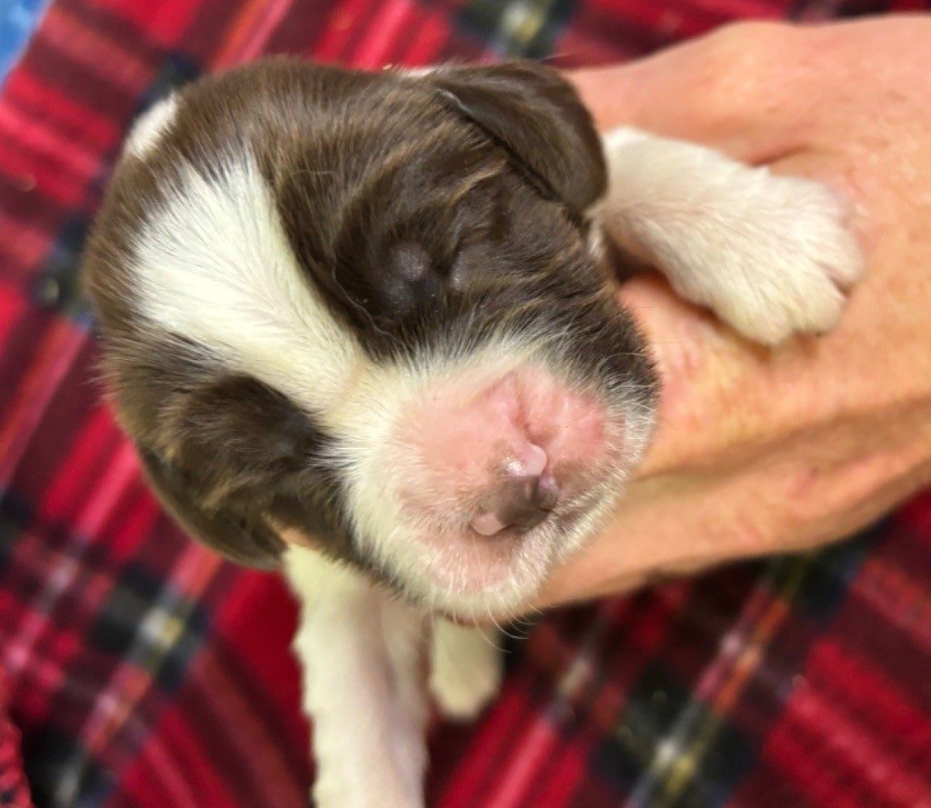 des Etangs de Dame Blanche - Chiot disponible  - English Springer Spaniel