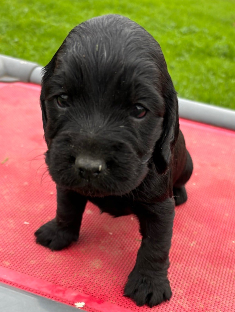 des Etangs de Dame Blanche - Chiot disponible  - Cocker Spaniel Anglais