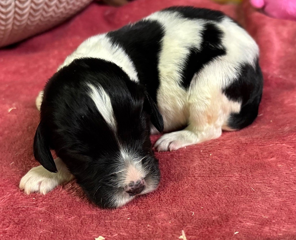 des Etangs de Dame Blanche - Chiot disponible  - English Springer Spaniel