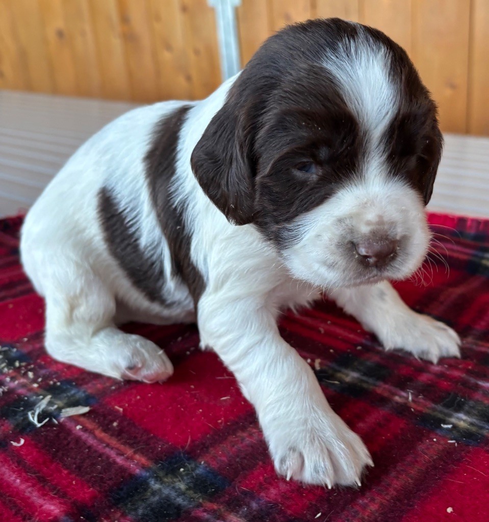 des Etangs de Dame Blanche - Chiot disponible  - English Springer Spaniel