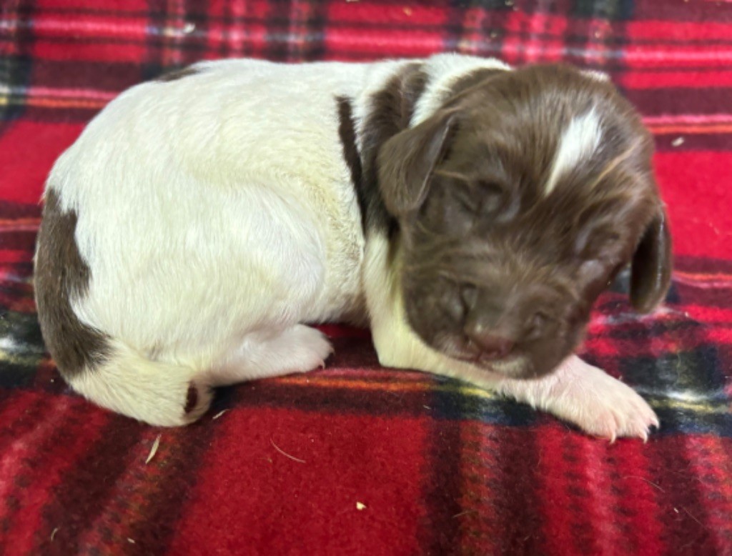 des Etangs de Dame Blanche - Chiot disponible  - English Springer Spaniel