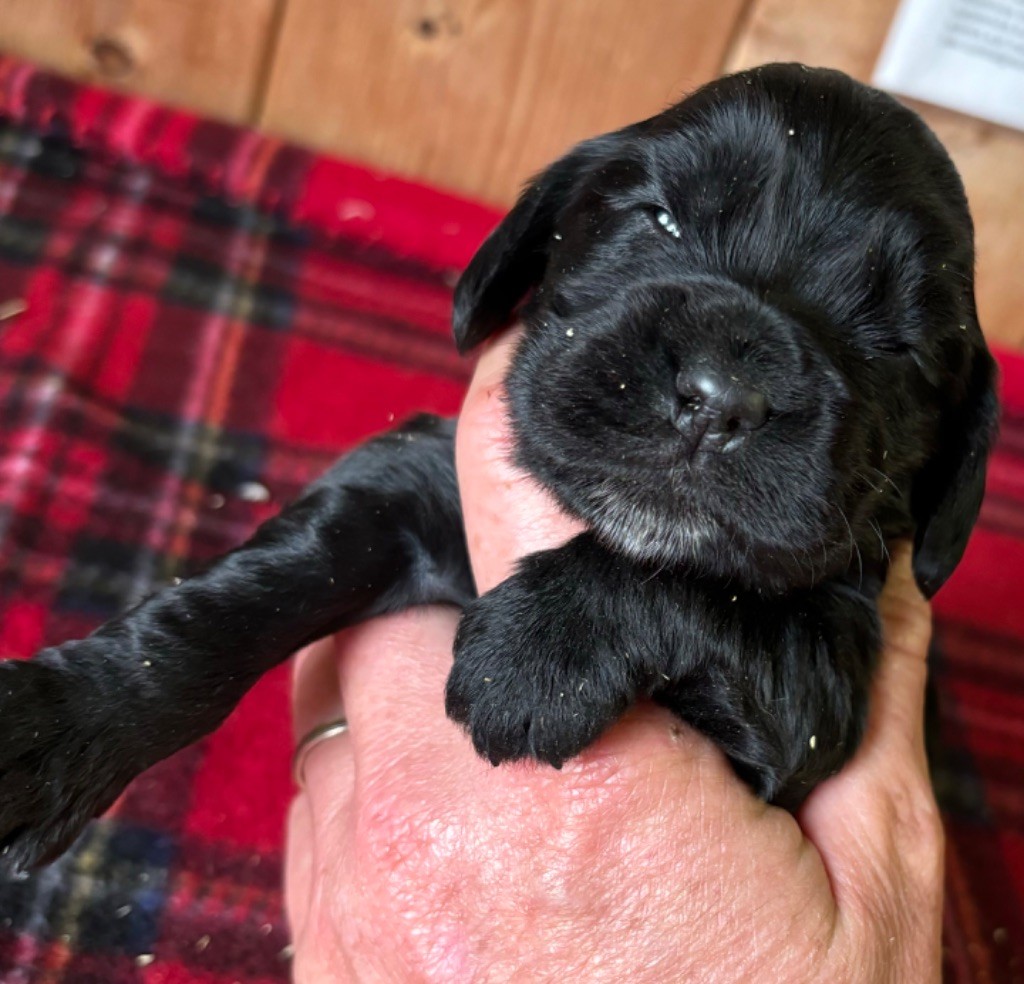 des Etangs de Dame Blanche - Chiot disponible  - Cocker Spaniel Anglais