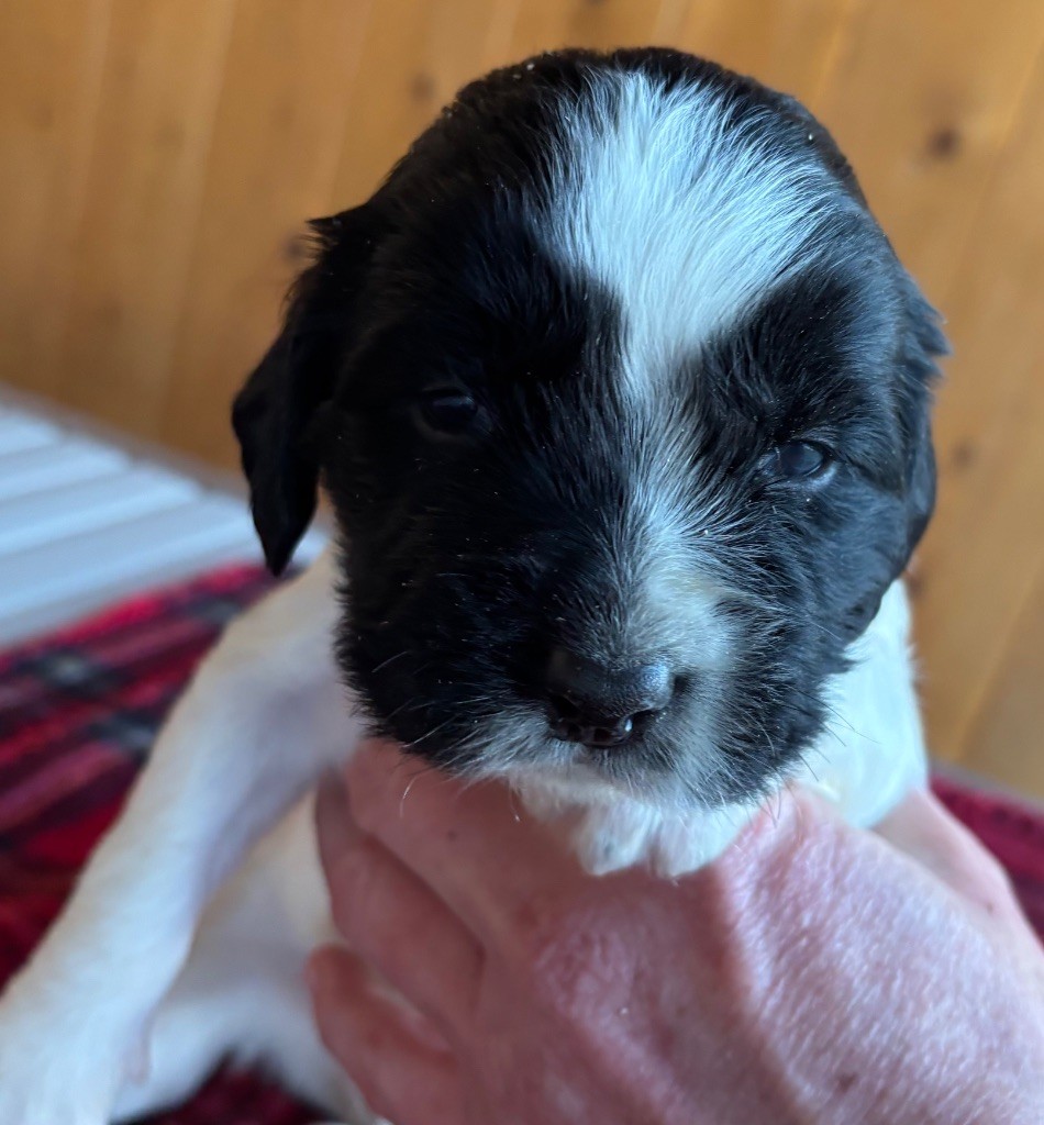 des Etangs de Dame Blanche - Chiot disponible  - English Springer Spaniel