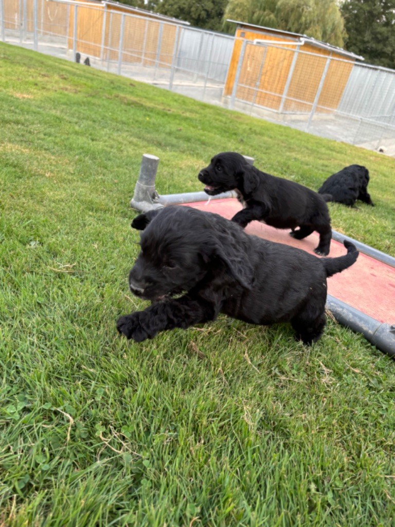 chiot Cocker Spaniel Anglais des Etangs de Dame Blanche