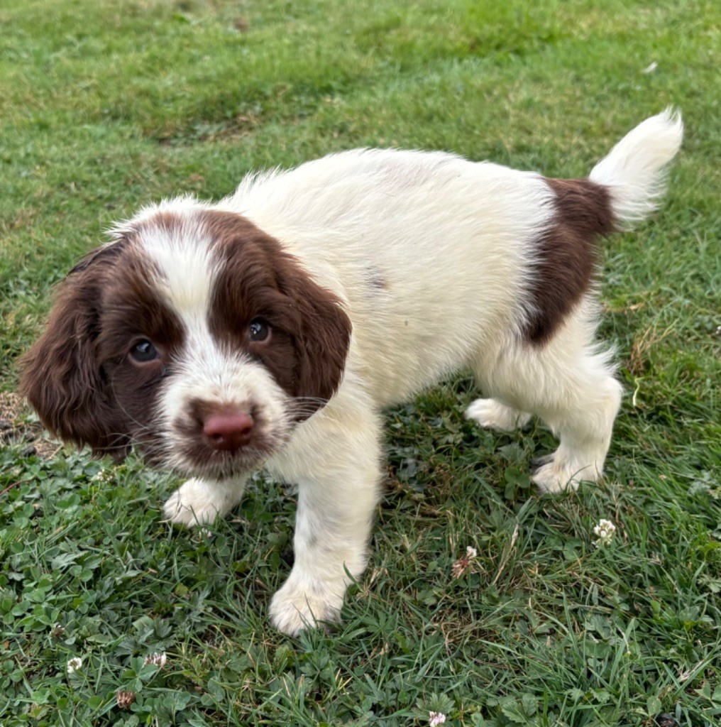 des Etangs de Dame Blanche - Chiot disponible  - English Springer Spaniel