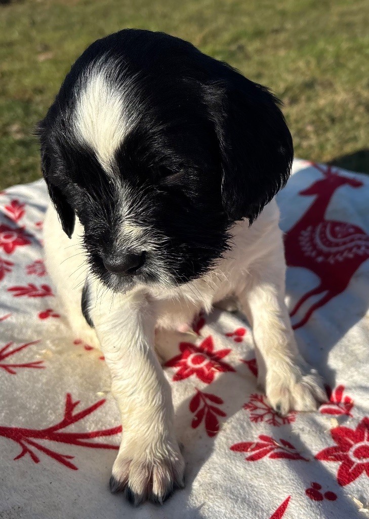 des Etangs de Dame Blanche - Chiot disponible  - English Springer Spaniel