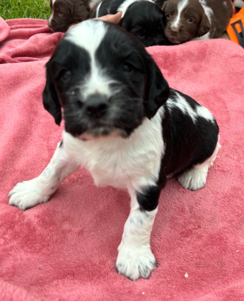 des Etangs de Dame Blanche - Chiot disponible  - English Springer Spaniel