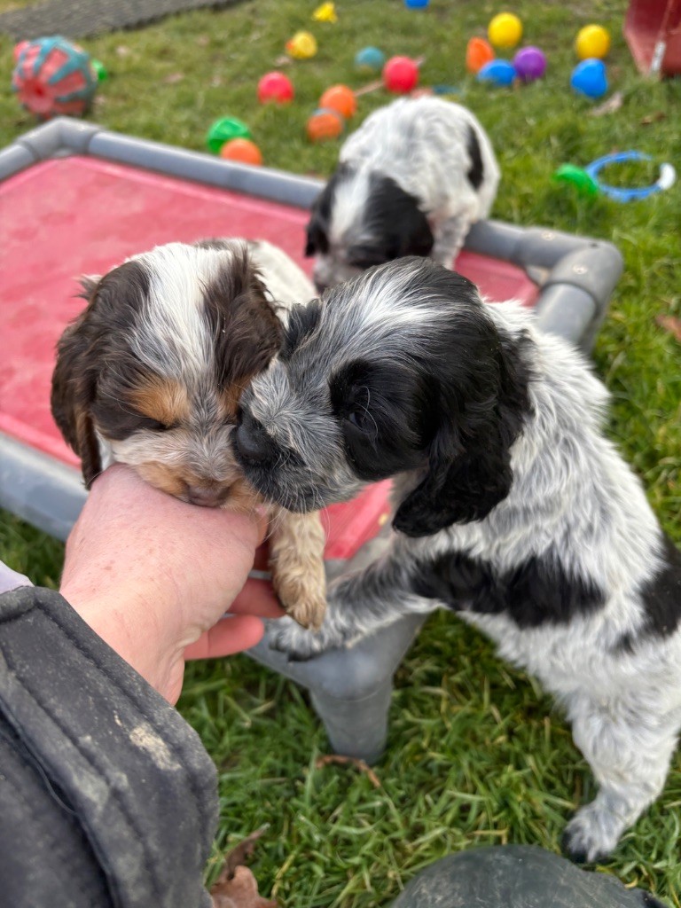 chiot Cocker Spaniel Anglais des Etangs de Dame Blanche