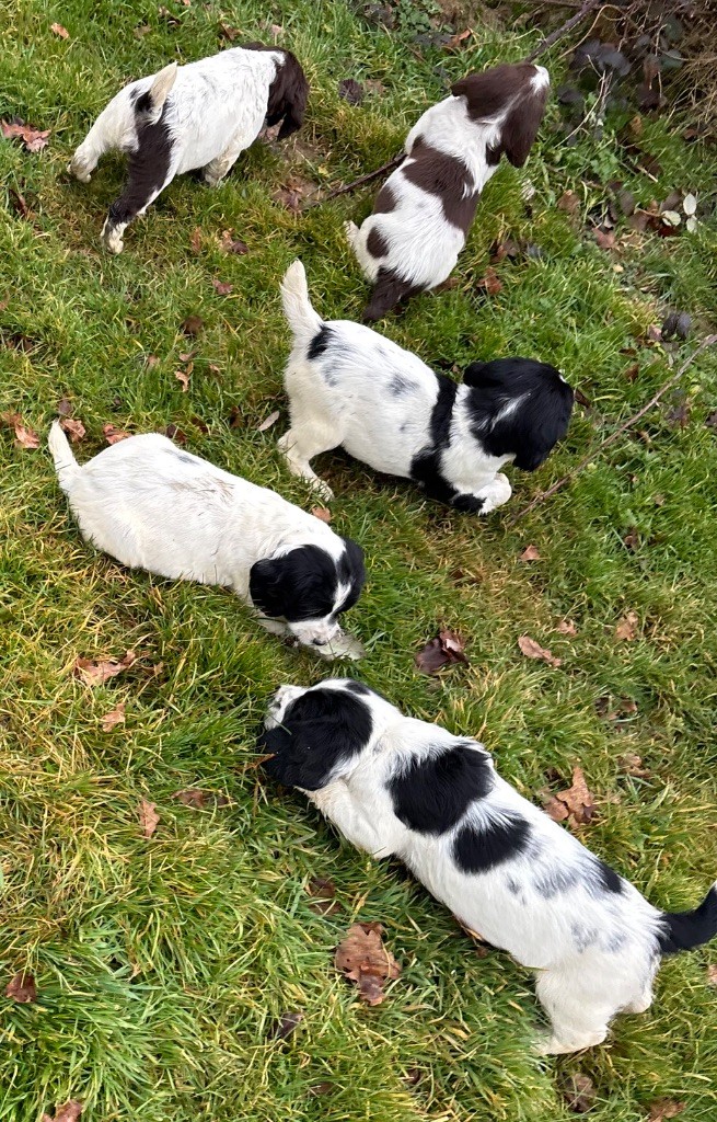 chiot English Springer Spaniel des Etangs de Dame Blanche