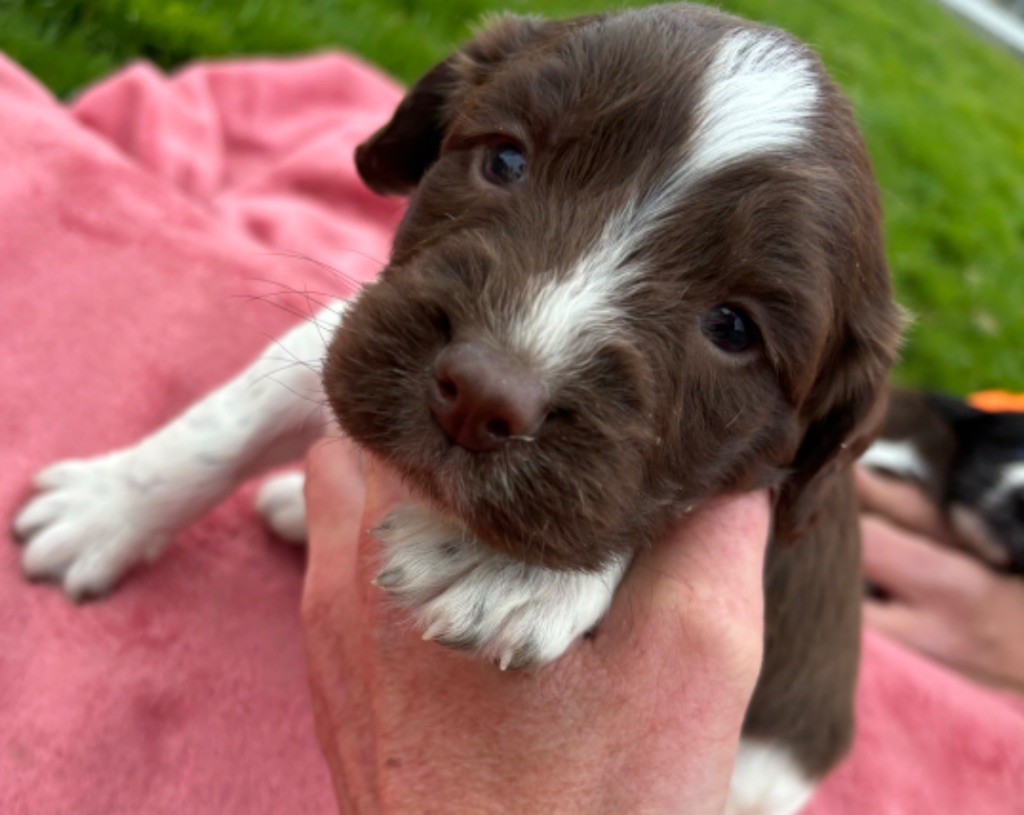 des Etangs de Dame Blanche - Chiot disponible  - English Springer Spaniel