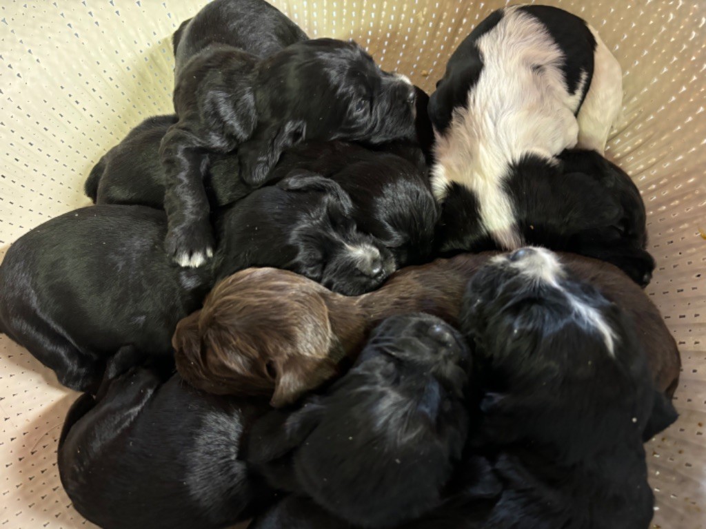 chiot Cocker Spaniel Anglais des Etangs de Dame Blanche