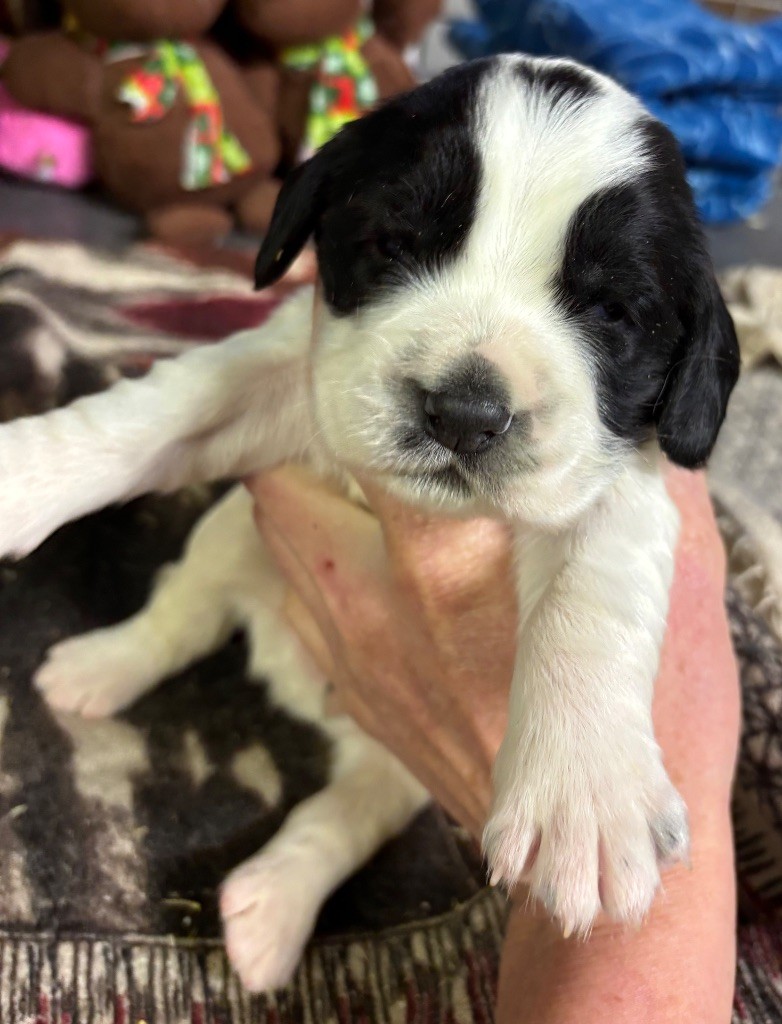 des Etangs de Dame Blanche - Chiot disponible  - English Springer Spaniel