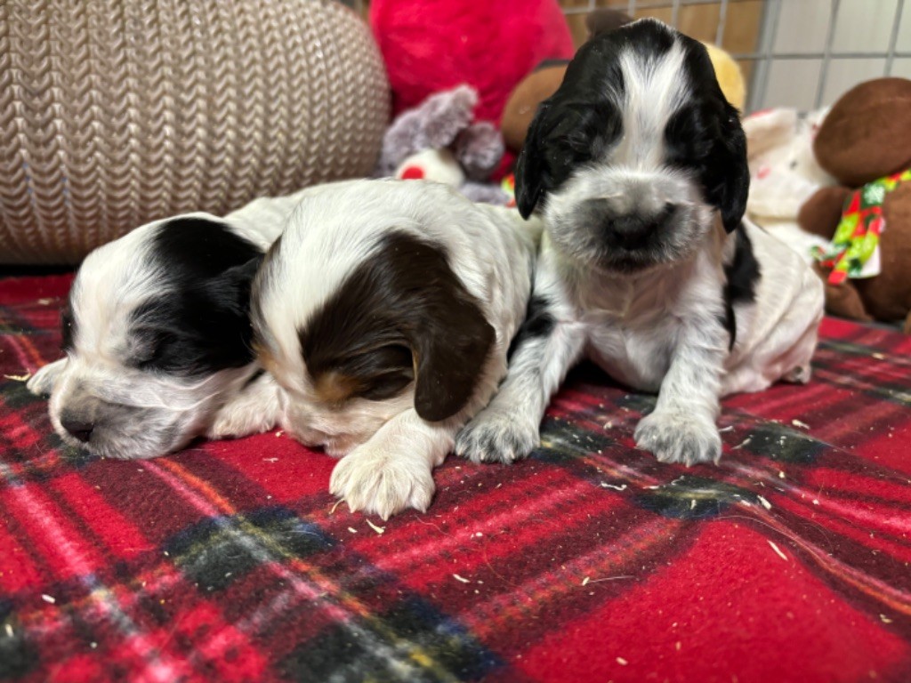 chiot Cocker Spaniel Anglais des Etangs de Dame Blanche