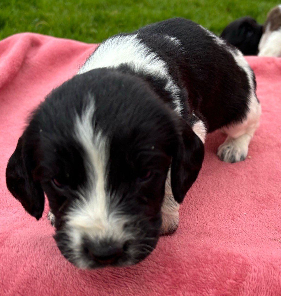 des Etangs de Dame Blanche - Chiot disponible  - English Springer Spaniel