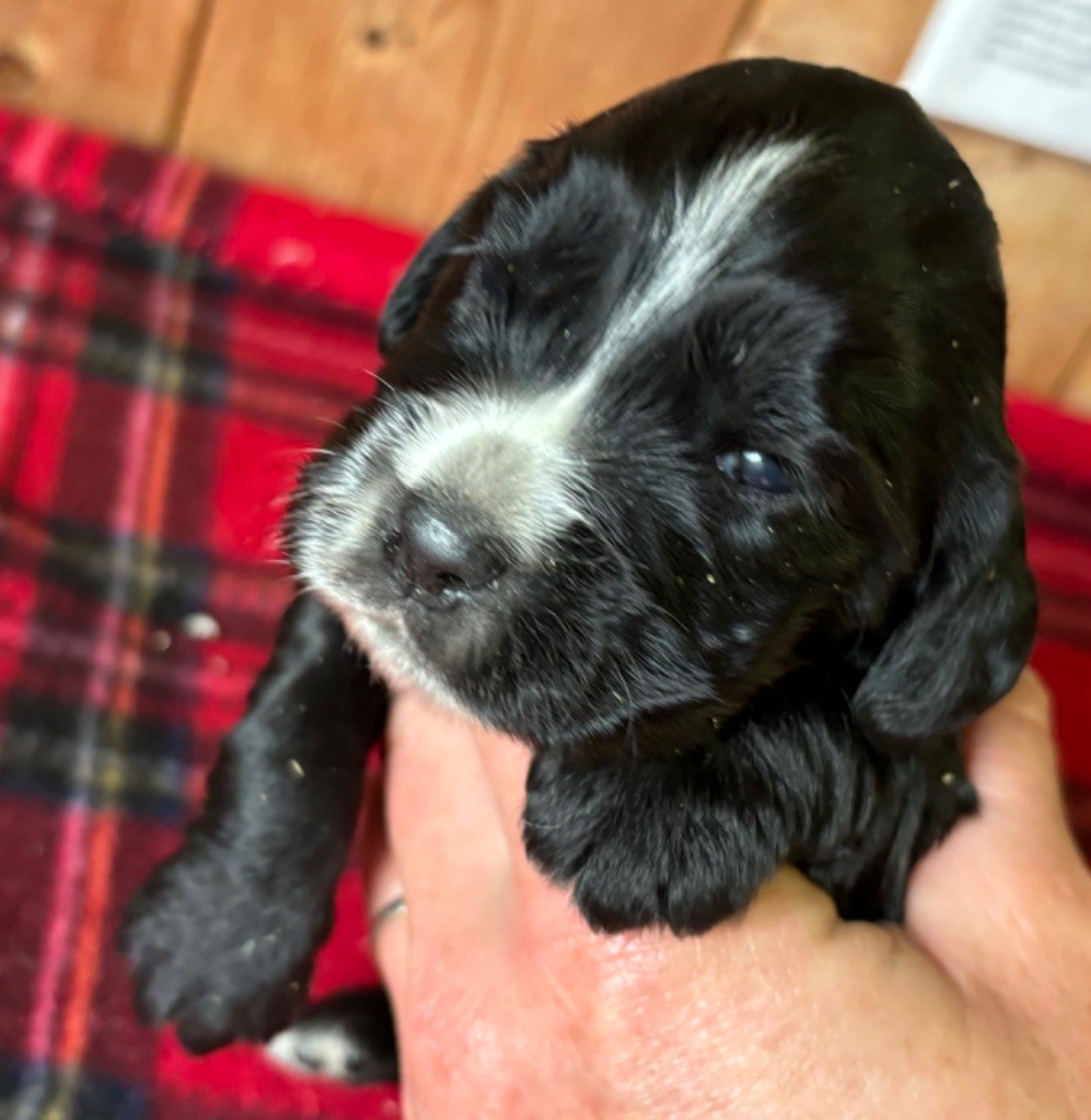 des Etangs de Dame Blanche - Chiot disponible  - Cocker Spaniel Anglais