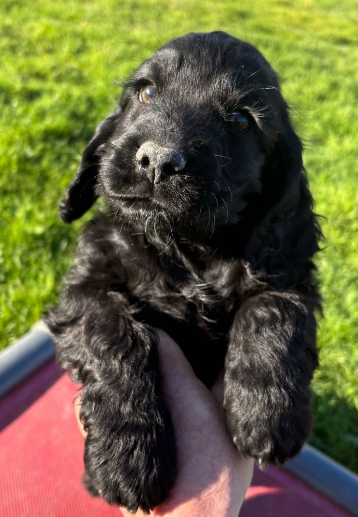 des Etangs de Dame Blanche - Chiot disponible  - Cocker Spaniel Anglais