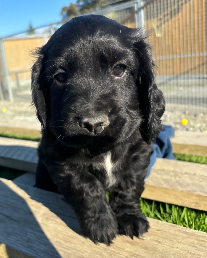 des Etangs de Dame Blanche - Chiot disponible  - Cocker Spaniel Anglais