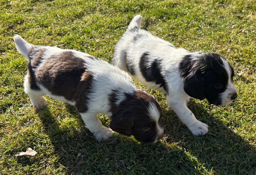 des Etangs de Dame Blanche - Chiot disponible  - English Springer Spaniel