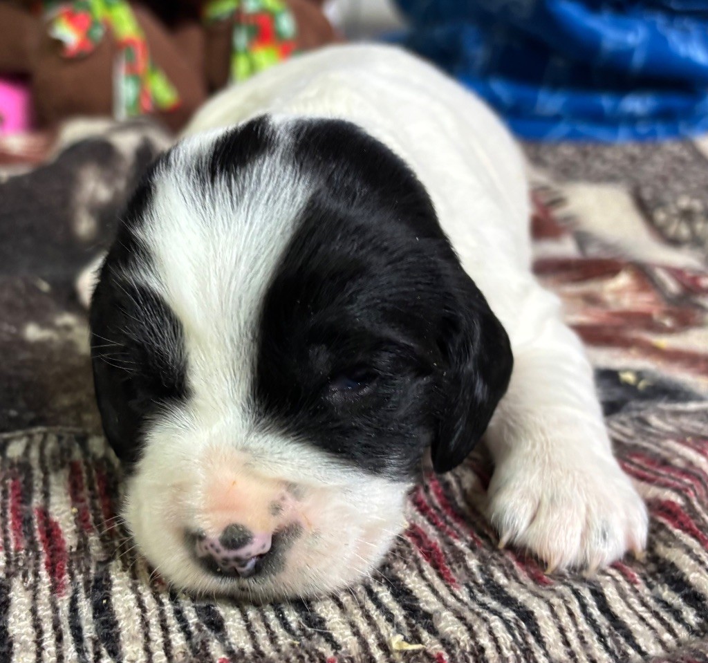 des Etangs de Dame Blanche - Chiot disponible  - English Springer Spaniel