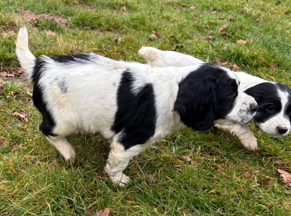 des Etangs de Dame Blanche - Chiot disponible  - English Springer Spaniel