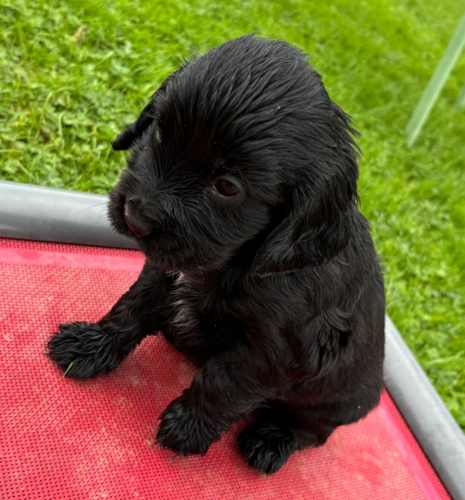 des Etangs de Dame Blanche - Chiot disponible  - Cocker Spaniel Anglais