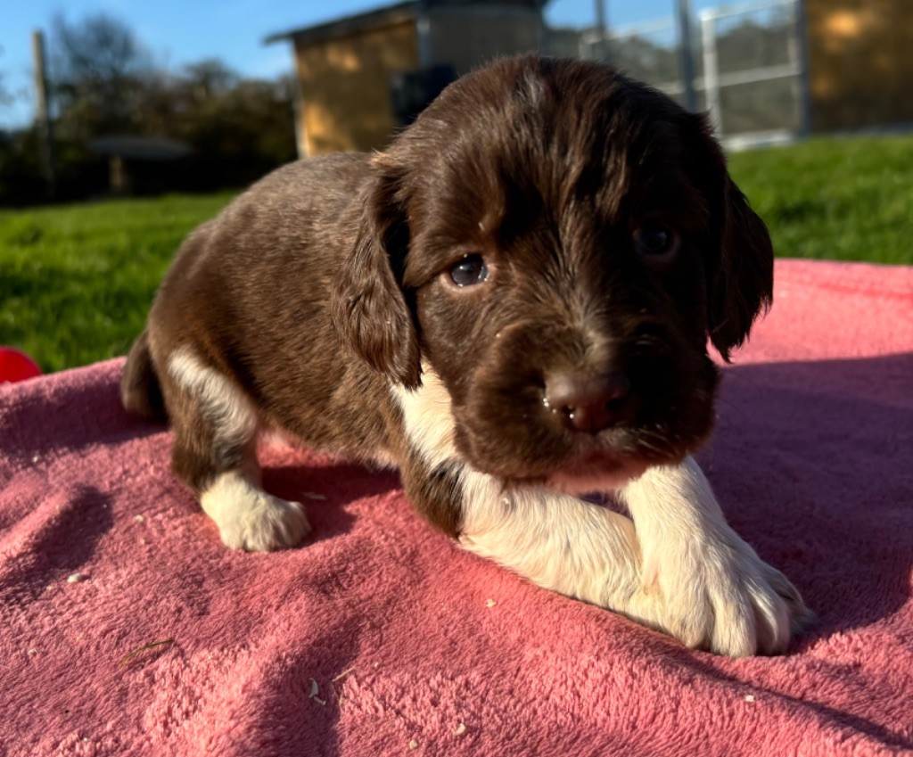 des Etangs de Dame Blanche - Chiot disponible  - English Springer Spaniel