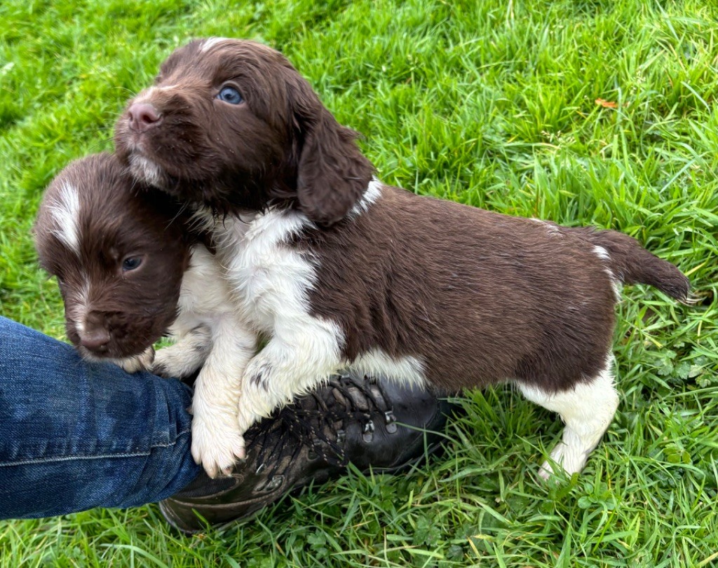 des Etangs de Dame Blanche - Chiot disponible  - English Springer Spaniel