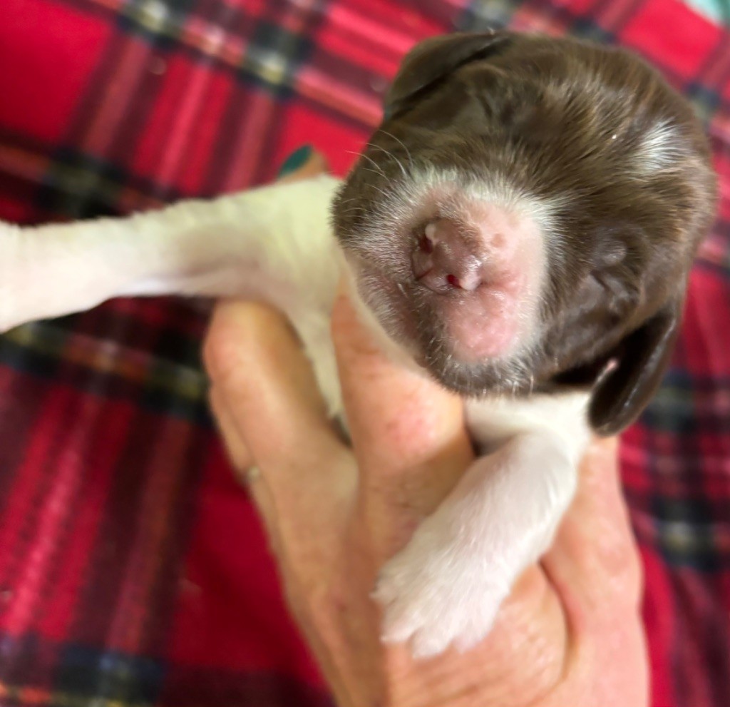 des Etangs de Dame Blanche - Chiot disponible  - English Springer Spaniel